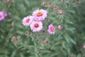 Garden autumn flowers Royalty Free Stock Photo