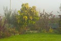 Garden autumn foggy morning Royalty Free Stock Photo