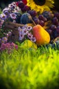 Garden autumn harvest fruit grass sunset Royalty Free Stock Photo