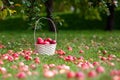 Garden in the autumn, red apples in the basket Royalty Free Stock Photo