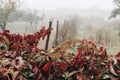 Garden in autumn. Red leaves of virginia creeper, Parthenocissus quinquefolia plant on fence. Decorative climbing vine