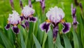 Garden background containing green violet, beautiful bearded iris flower