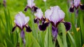 Garden background containing green violet, beautiful bearded iris flower