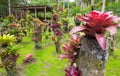 The garden of Balata, Martinique island, French West Indies.