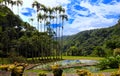 The garden of Balata, Martinique island, French West Indies. Royalty Free Stock Photo