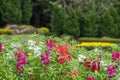 Garden Balsam flower