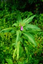 Garden balsam (impatiens balsamina). N 7.