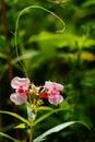 Garden balsam (impatiens balsamina). N 5.