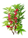 Garden Balsam red flowers tree