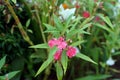 Garden balsam, rose balsam, touch-me-not or spotted snapweed