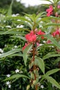 Garden balsam, rose balsam, touch-me-not or spotted snapweed