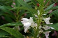 Garden balsam, rose balsam, touch-me-not or spotted snapweed