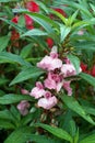 Garden balsam, rose balsam, touch-me-not or spotted snapweed