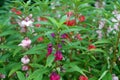 Garden balsam, rose balsam, touch-me-not or spotted snapweed