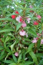 Garden balsam, rose balsam, touch-me-not or spotted snapweed