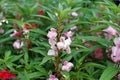 Garden balsam, rose balsam, touch-me-not or spotted snapweed