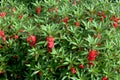 Garden Balsam\'s flowers blooming on tree.