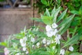 Garden balsam