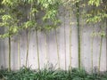 Garden bamboo modern style