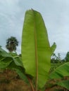 Garden Banana leafs Royalty Free Stock Photo