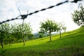 garden with barbed wire fence Royalty Free Stock Photo