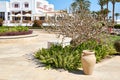 Garden at the Baron resort, a large clay jug