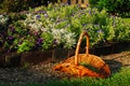 A garden basket holds the trimmings and pulled weeds Royalty Free Stock Photo