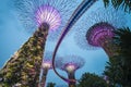 Garden by the bay, SINGAPORE OCTOBER 11, 2015: twilight scene of the supertree at garden by the bay