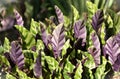 In the garden the beautiful foliage of Calathea Louisae Royalty Free Stock Photo