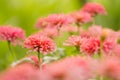 Garden of beautiful pink zinnia Royalty Free Stock Photo