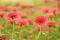Garden of beautiful pink zinnia Royalty Free Stock Photo