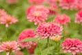 Garden of beautiful pink zinnia Royalty Free Stock Photo