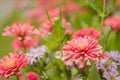 Garden of beautiful pink zinnia Royalty Free Stock Photo