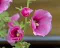 Garden beautiful summer flower malva. large bright pink magenta lilac petals of Mallow Malvaceae Alcea, green stem with many