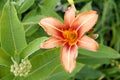 Beautiful Orange Day Lilly in Beverly, Massatuchets Royalty Free Stock Photo