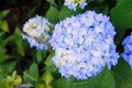 Beautiful pale blue Hydrangea in Beverly, Massatuchets Royalty Free Stock Photo