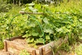 Garden bed with cucumber flowers. Growing and caring for vegetables Royalty Free Stock Photo