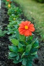 Garden bed with different colors flowers in summer Royalty Free Stock Photo