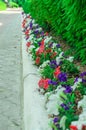 Garden bed with different colors flowers in summer