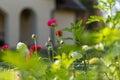 Garden bed full of beautiful single Persian buttercups, Ranunculus asiaticus. Spring flowers. Ranunculus flower field. Royalty Free Stock Photo