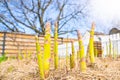 Garden bed with growing asparagus close-up. Mulching the soil with dry grass. Growing delicious vegetables in the home garden Royalty Free Stock Photo