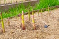 Garden bed with growing asparagus close-up. Mulching the soil with dry grass. Growing delicious vegetables in the home garden Royalty Free Stock Photo