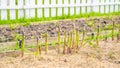 Garden bed with growing asparagus close-up. Mulching the soil with dry grass. Growing delicious vegetables in the home garden Royalty Free Stock Photo