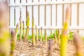 Garden bed with growing asparagus close-up. Mulching the soil with dry grass. Growing delicious vegetables in the home garden Royalty Free Stock Photo