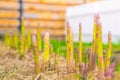 Garden bed with growing asparagus close-up. Mulching the soil with dry grass. Growing delicious vegetables in the home garden Royalty Free Stock Photo