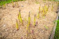 Garden bed with growing asparagus close-up. Mulching the soil with dry grass. Growing delicious vegetables in the home garden Royalty Free Stock Photo