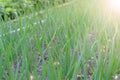 Garden bed of growing onions in farm, gardening and farming concept.