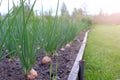 Garden bed of growing onions in farm, gardening and farming concept.