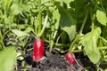 A garden bed with many red ripe radishes. Royalty Free Stock Photo