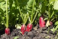 A garden bed with many red ripe radishes. Royalty Free Stock Photo